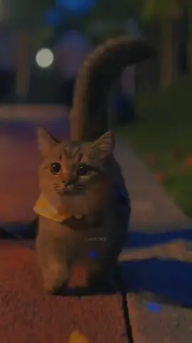 Một câu nói mà bạn muốn gửi đến người ấy...#music #aod✨ #lr_team🥀 #lyrics #ntphu17 #khanhthanhvan #nhachaymoingay #xuhuong