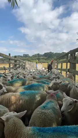 New working dogs trend? King king doing his thing😎 #workingdogtrend #fyp #foryoupage #workingdog #workingdogs #sheepdog #sheepdogs #kelpie #australiankelpie  #farm #farmer #farming #farminguk #ukfarming #nz #ag #yf