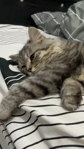 si paling galau #kucing #kucinglucu #cat #catlovers #fyp