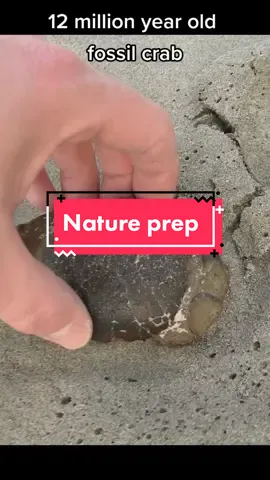 I love finding fossils that mother nature has prepped already. #fossil #crab #beach #nature #explore #nz #paleontology #hobby
