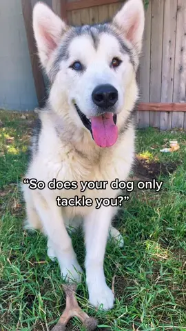 Best gymnastics coach ever #dogsoftiktok