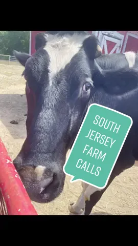 Farm calls it is! 🐐 🐄 🐖 🐓 🦙 & on that farm they had a….. 🎵 #veterinarian #southjersey #largeanimalvet #farmcalls #capemaycounty #njfarms #capeveterinaryhospital #vetlife #largeanimalmedicine #farmvet #fyp #cowsoftiktok #goatsoftiktok #pigsoftiktok #vettok