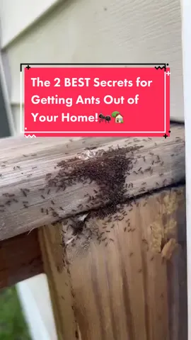 The best way to get ants out of your home! Using a a mix of bait and residual products will help to alleviate your ants problems! #ants #kopexpest #pestcontrol 