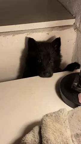 NORA 🖤 #puppy #dogsoftiktok #belgianshepherd #belgiangroenendael #cute
