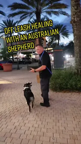 Off leash healing in public with Paris the Australian Shepherd #australianshepherd #australianshepherdpuppy #dog #puppy #dogsoftiktok #GenshinTeleport #fyp 