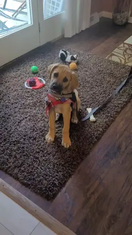apparently this sound is intriguing 🤣💜 #nationaldogday #puppy #puppysoftiktok #puppys #dogsoftiktok #dog