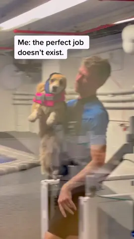 Little bubushka #GenshinTeleport #physicaltherapy #corgi