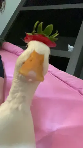 Strawberry hat   #callduck #duck #strawberry #cute #funny #tiktok #fyp #silly #quack 