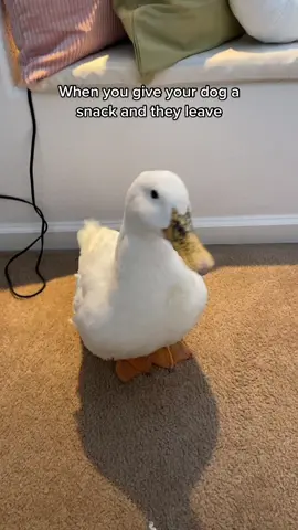 Just used me for food 😫 #dog #duck #comedy #funny