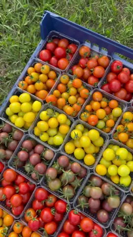 A rainbow of cherry tomatoes! 🌈 . . . . #marketfarm #marketfarming #vegetablefarm #growingfood #farming #certifiedorganic #smallfarm #fyp #growyourownfood #knowyourfarmer #rainbowfood #colorfulfood 