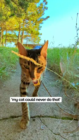 your backyard or porch is better than not #catownersoftiktok #optoutsideifyoucan your cat will thank you later