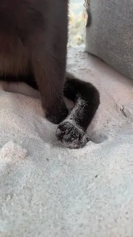 How much should we charge? #paws #beachvibes #cattok #catslovers #kittycat #aries #sand #catsoftiktok  #ariesthecatambassador #blackcats 