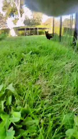 Jotaro vs. Dio episode 2 #fyp #catsoftiktok #jojosbizarreadventure #fyp #anime #mrkittersthecat 