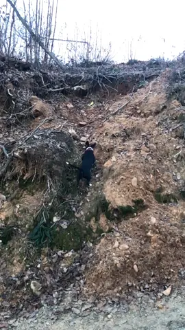 Allenamento amstaff vertical climb wild #amstafftraining #DogTraining #dogworkout #amstaffworld #americanstaffordshireterrier #amstaffsport #amstaff #amstafflove #dog #dogfitness #dogsoftiktok #dogviral #viral #viraltiktok #videoviral #animalsoftiktok #amstaffpower #muscle #workout #topdog 