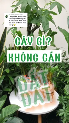 Trả lời @T Linh Nhá hàng trước 1 loài cây không cần đất treo ban cây cực dễ chăm. hãy cùng YCX đón chờ series cây để ban công ở video sau nhé! #yeucayxanh #yeucayxanhgarden #chamcay #cayxanh #caykhongkhi #caytreobancong 