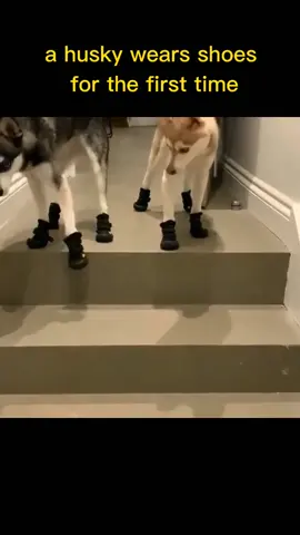 husky wears shoes#fyp #funny #fypシ #husky #dog #pet #cute 