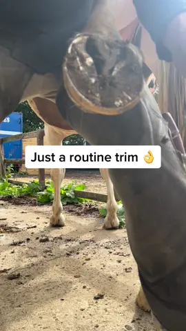 Routine field trim #asmr #forfarriersbyfarriers #farrier #GenshinTeleport #farriersoftiktok #UnlimitedHPInk #fyp #equestrian #fypシ #fypage #foryoupage #oddlysatisfying #satisfying #horse #viral #asmrvideo #verifyme