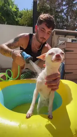 I was afraid to drop the soap🥴(פחדתי להפיל את הסבון😮‍💨) #fyp #dog #angrydog #chihuahua #shower #niki #nikiozeri #mreviatar 