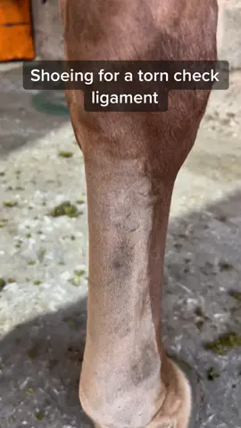Margarita an her poorly leg 😢 fingers crossed she heals an is back to #polo next season 🤞#forfarriersbyfarriers #farrier #GenshinTeleport #farriersoftiktok #UnlimitedHPInk #fyp #equestrian #fypシ #fypage #foryoupage #oddlysatisfying #satisfying #horse #viral #verifyme #LearnOnTikTok
