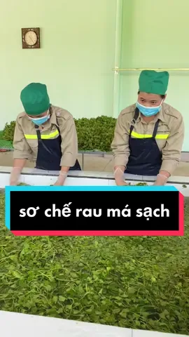 sơ chế rau má sạch nhé #rauma #botraumanguyenchat #htx #htxnongduoctinhsangduong