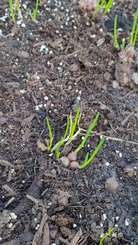 Egyptian walking onions bulbettes are sprouting for the fall/winter garden. #gardening #egyptianwalkingonion #wintergarden #greenhouse #toronto #ontario #zone5gardening  #onions #bunchingonions