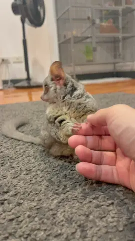 💛🐵                                                          #zaru #bushbaby #bushbabythailand #galagomoholi #galago #moholi #monkey #smallmonkey #exoticpets #animal #cute #cuteanimal #specailanidmal #thailand #pet #cutepet #pets #animalphotography #exoticanimals #loveanimals #animallover #ショウガラゴ #ザル #ザルラーメン #ざるラーメン #ลิง #ลิงน้อย #บุชเบบี้