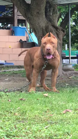 #The_Cyborg  หนุ่มวัย 1ปี 10เดือน #pitbul
