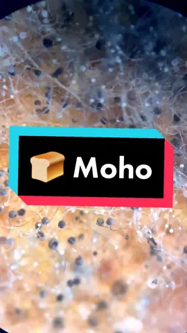 🍞 Pan con moho bajo el microscopio 🔬 #AprendeEnTikTok #pan #moho #microscopio 