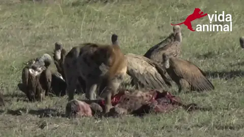 HIENA COME HIENA #hienas #hienasleões #hienasreyleon #hyenas #hyena #hyenavsmalelion #hyenavswilddog #hienasatacando #wildlife #wildanimals #wild
