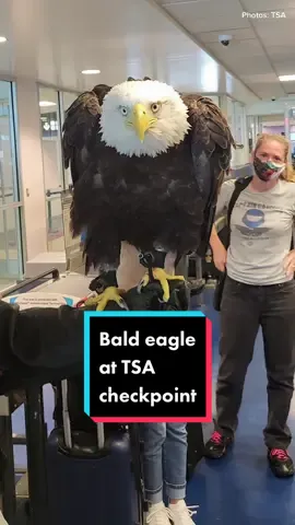 Clark is a member of the Eagle Flight Team at World Bird Sanctuary.       TSA got early notice that he was coming through so they would be ready. @worldbirdsanctuary @highpointu  #baldeagle #eagle #tsa #airport #airportsecurity #traveltiktok #traveltok #animaltok #fyp