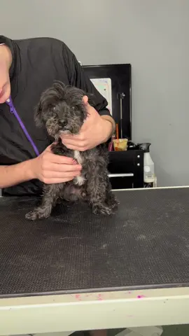 #doggrooming #seniordog #dogsbylogan