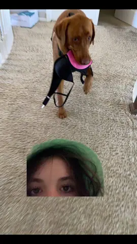 #greenscreen bski