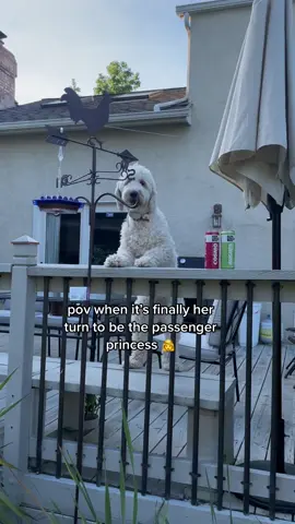 She’s waited all month for this moment #passengerprincess #goldendoodle