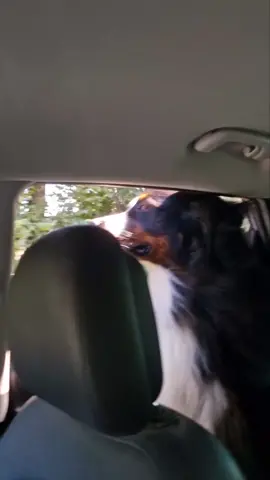 la belle vie #dog #chien #funny #Love