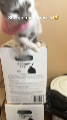 She got embarrassed😅 #cat #catsoftiktok #catsontiktok #pet #catlover #foryou