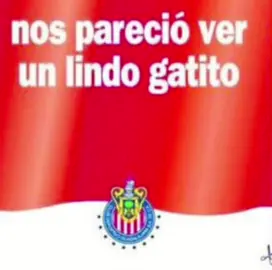 Miau miau😹 #chivas#fyp#futbol 