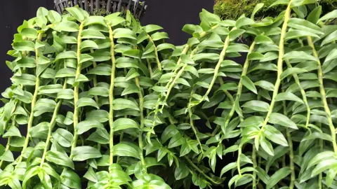 Ae đoán xem đâu là long tu xuân đâu là long tu lào#yeuhoalan #xuhuong #fpy