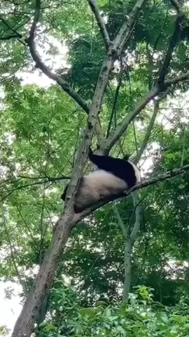 Panda fell from the tree 🙈 #animals #panda #climbpanda #fyp 
