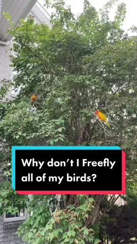 Part of freeflying is understanding the capabilities of your birds and making choices to best keep them safe. ❤️ All of my birds habe outside time, but in different ways ☺️