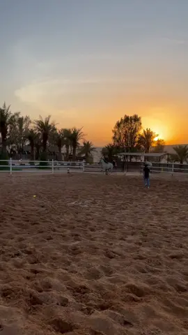 🎵  ‏⁧‫#مساء ‏⁧‫#مساء_الخير‬⁩ ‏⁧‫#شعر‬⁩ ‏⁧‫#مهره‬⁩ ‏⁧‫#سنابي‬⁩ ‏⁧‫#اكسبلور ‬⁩ ‏⁧‫#هشتاق ‬⁩ ‏⁧‫#ترند‬⁩ ‏⁧‫#فرس‬⁩ ‏⁧‫#مساء ‬⁩