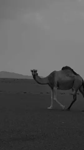 #كسبلور #البل #نجد#العذيه #fyp #f 