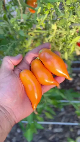 Buratino #tomato #homegrown #tomatoes #garden #gardening