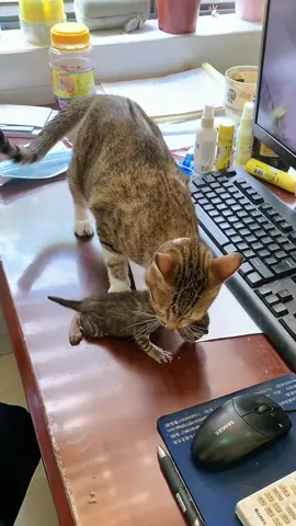 Don’t touch my baby…#pet #cat #catsoftiktok #funny #cute #foryou 
