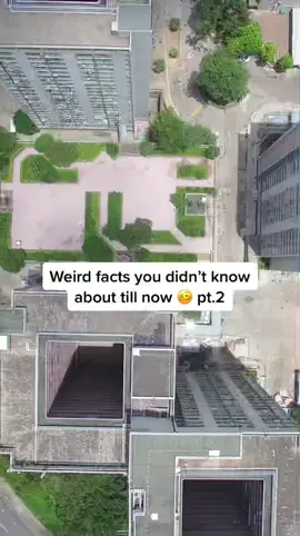 Weird right? 😅 #weirdfacts #facts #thefactsgeek #fyp 