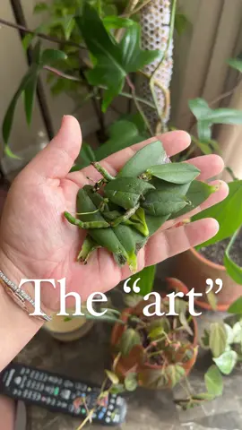 Get a frenchie they said… #showmetheartist #puppyart #frenchie #dogmom #plantmom #getafrenchietheysaid @thegrrreatbambino 