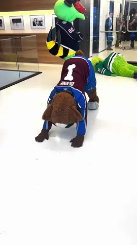 Yoga Monday with Bernie and Gritty🐶 #GoAvsGo #Yoga #Bernie 