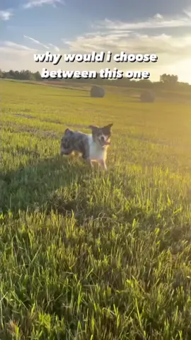 I think we need even more 😜 #aussie #australianshepherd #dog #whywouldichoose 
