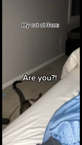 The middle of the night zoomies #catsoftiktok #cattok #zoomies