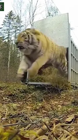 Release Giant Tinger in the forest #wilderness #tiger #fy