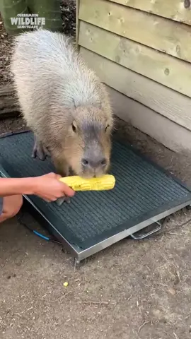 How do you weigh a capybara? 🌽  Check out how we get capybaras George, Jerry and Elaine on the scales for their weight check #itscorn #australia #capybara #goldcoast 